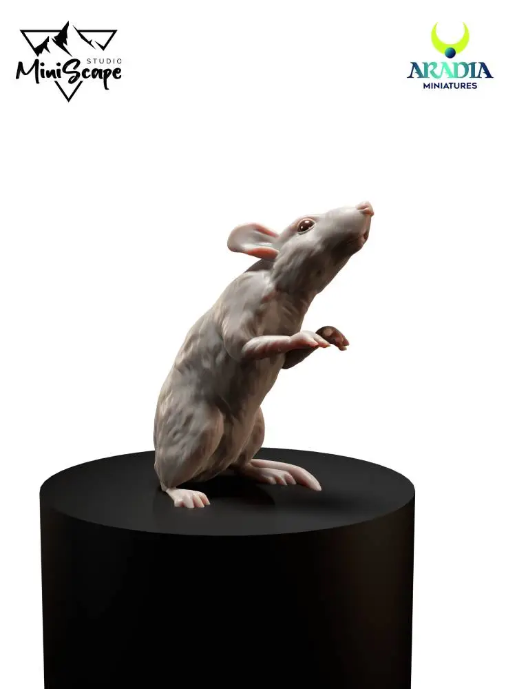 Rat